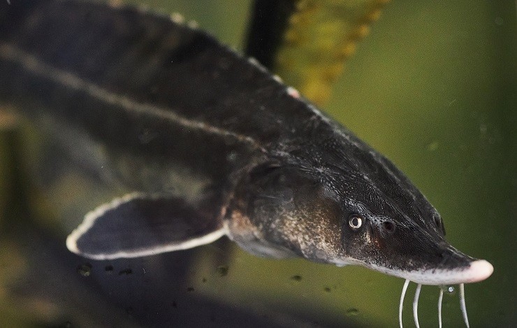 sturgeon-in-the-aquarium-at-the-grocery-store-sturgeon-in-the-aquarium-closeup-a-fish