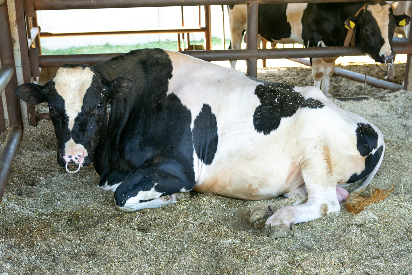 Три быка АО «Невское» вошли в топ лучших производителей голштинской породы за 2023 год