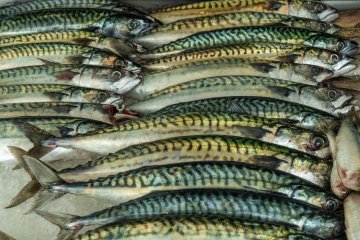 Экспорт отечественной рыбной продукции вырос на 13% в 2023 году