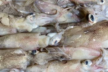 Камчатские ученые создали полезный пищевой продукт из кожи кальмара