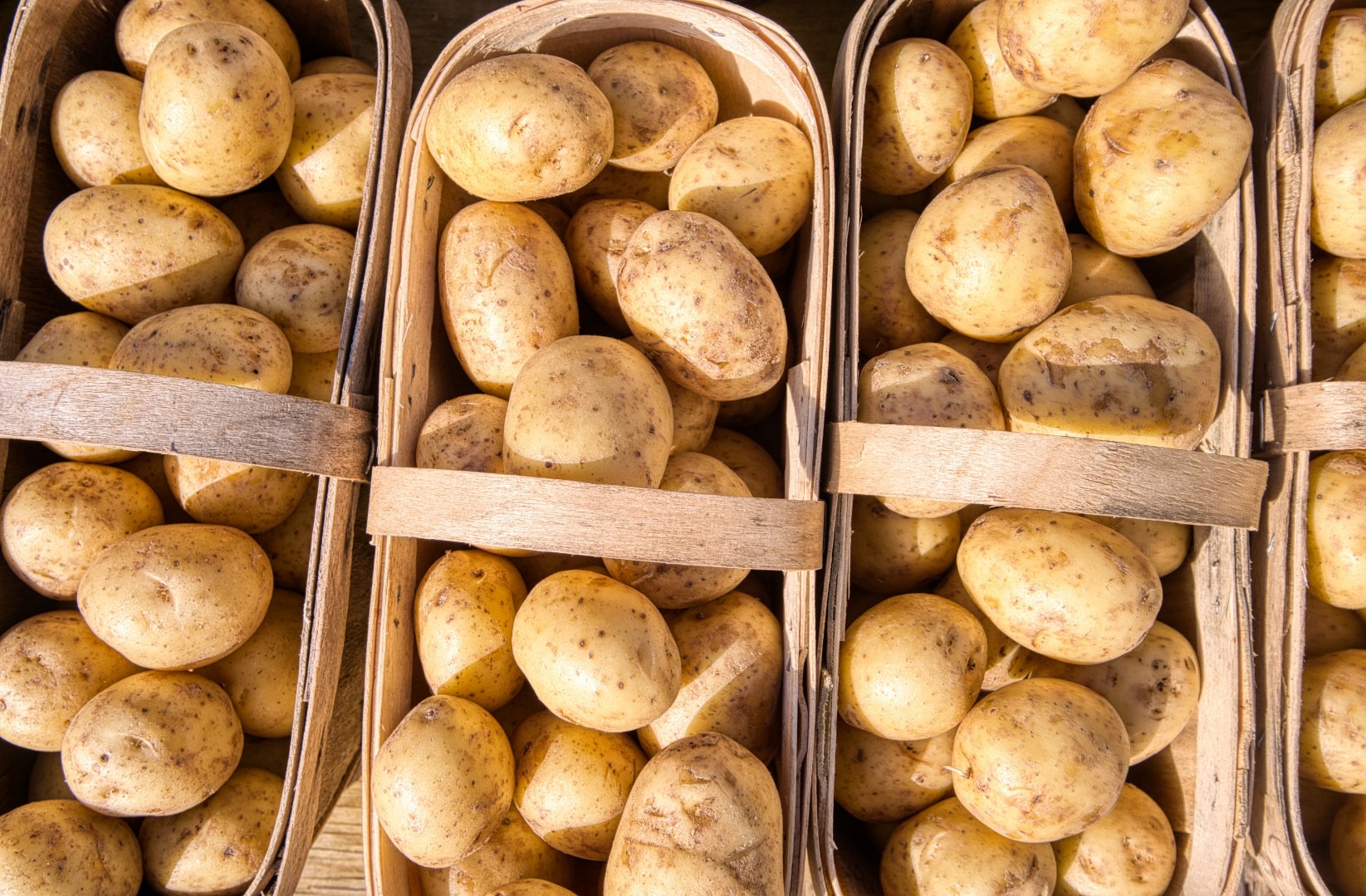 «Магнит» вводит в коммерческий севооборот новый российский сорт картофеля