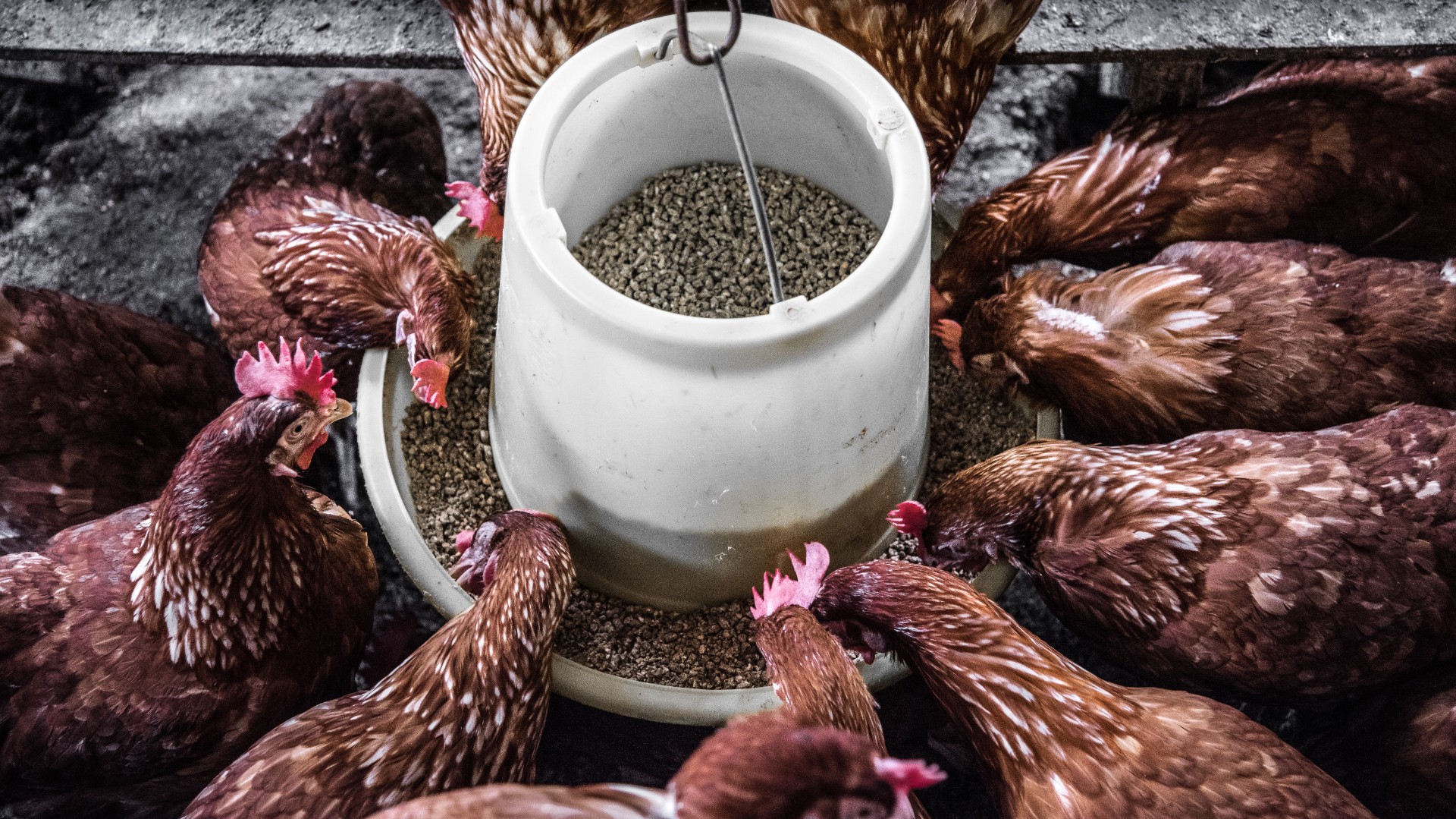 «Черкизово» нарастит производство птицы на Алтае до 130 тыс тонн в год за три года