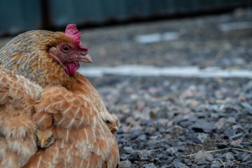 Венгерские птицеводы увеличат поставки кур кросса «Тетра» в Россию