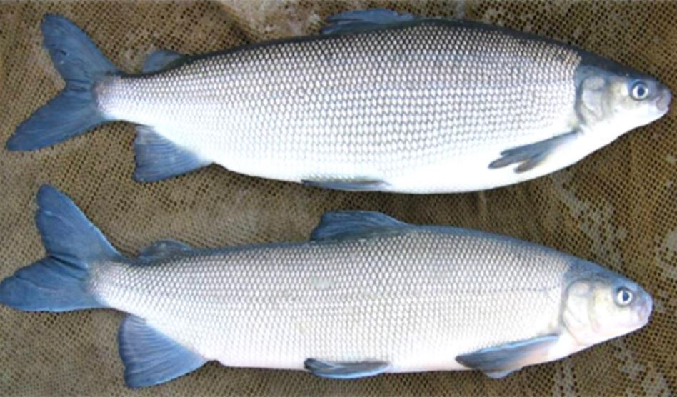Эксперты назвали самые перспективные виды сиговых для товарной аквакультуры