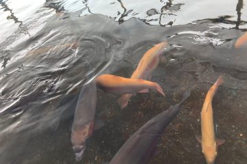 Конференция «Будущее аквакультуры. Прогрессивные биотехнологии» состоится в Саратове 2 февраля