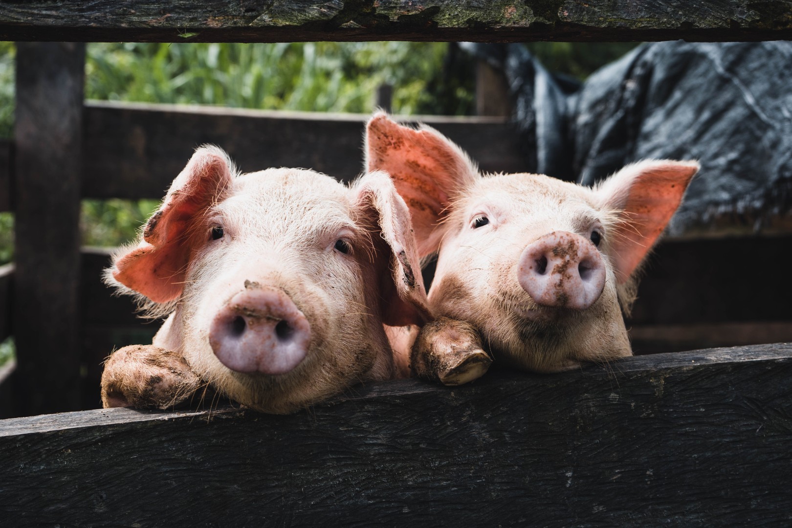 «Русагро» начнет поставки свинины в Китай с марта