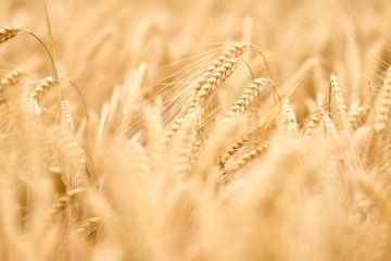 Всероссийский зерновой форум состоится в Сочи 30 мая-1 июня 2024