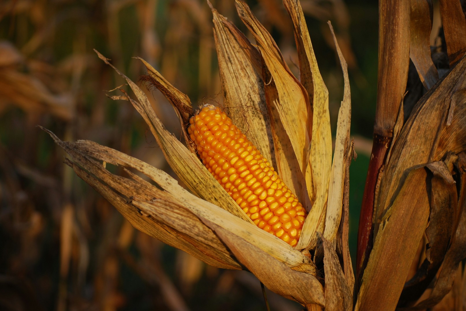 Эксперт рассказал об оптимальных условиях для сева кукурузы