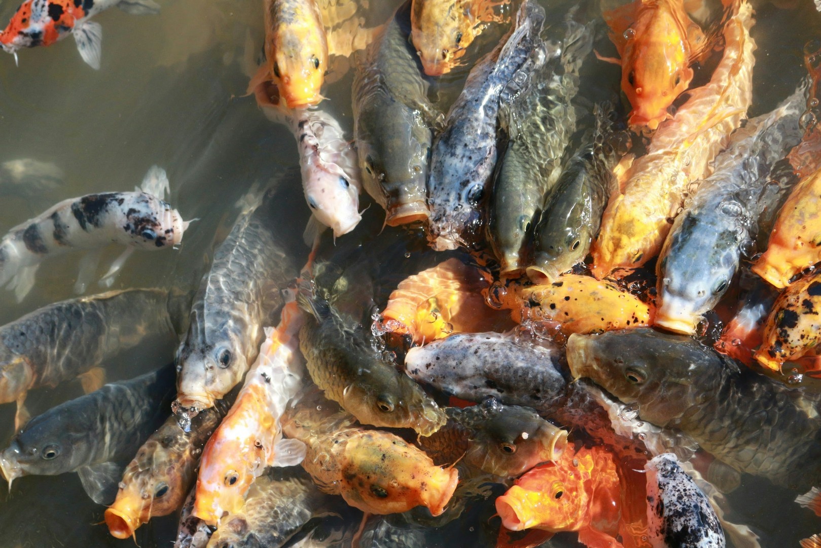 Донские ученые разрабатывают бациллярные пробиотики для рыбных кормов