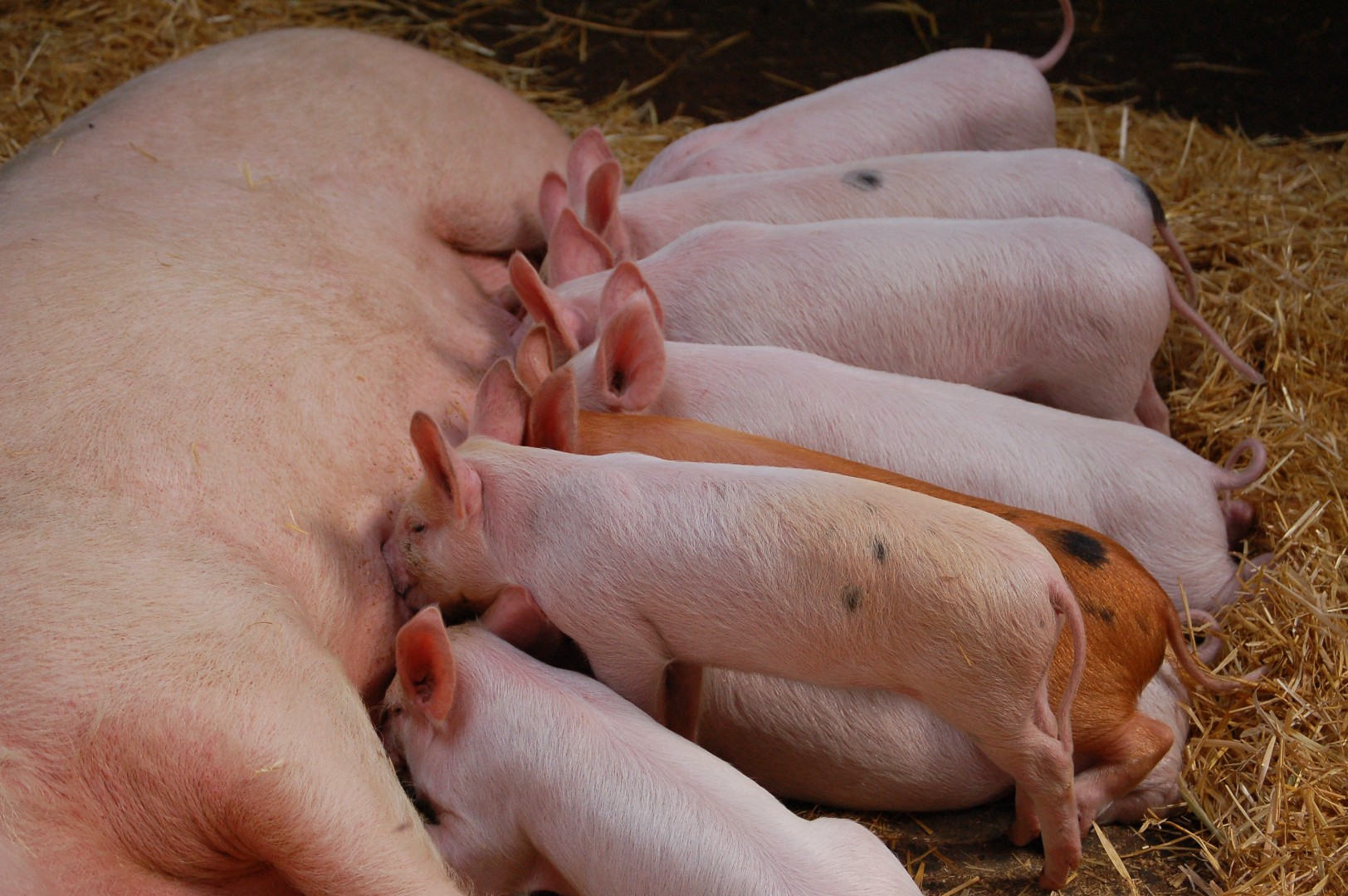 Ученые предлагают добавлять медные шарики в корм для свиней