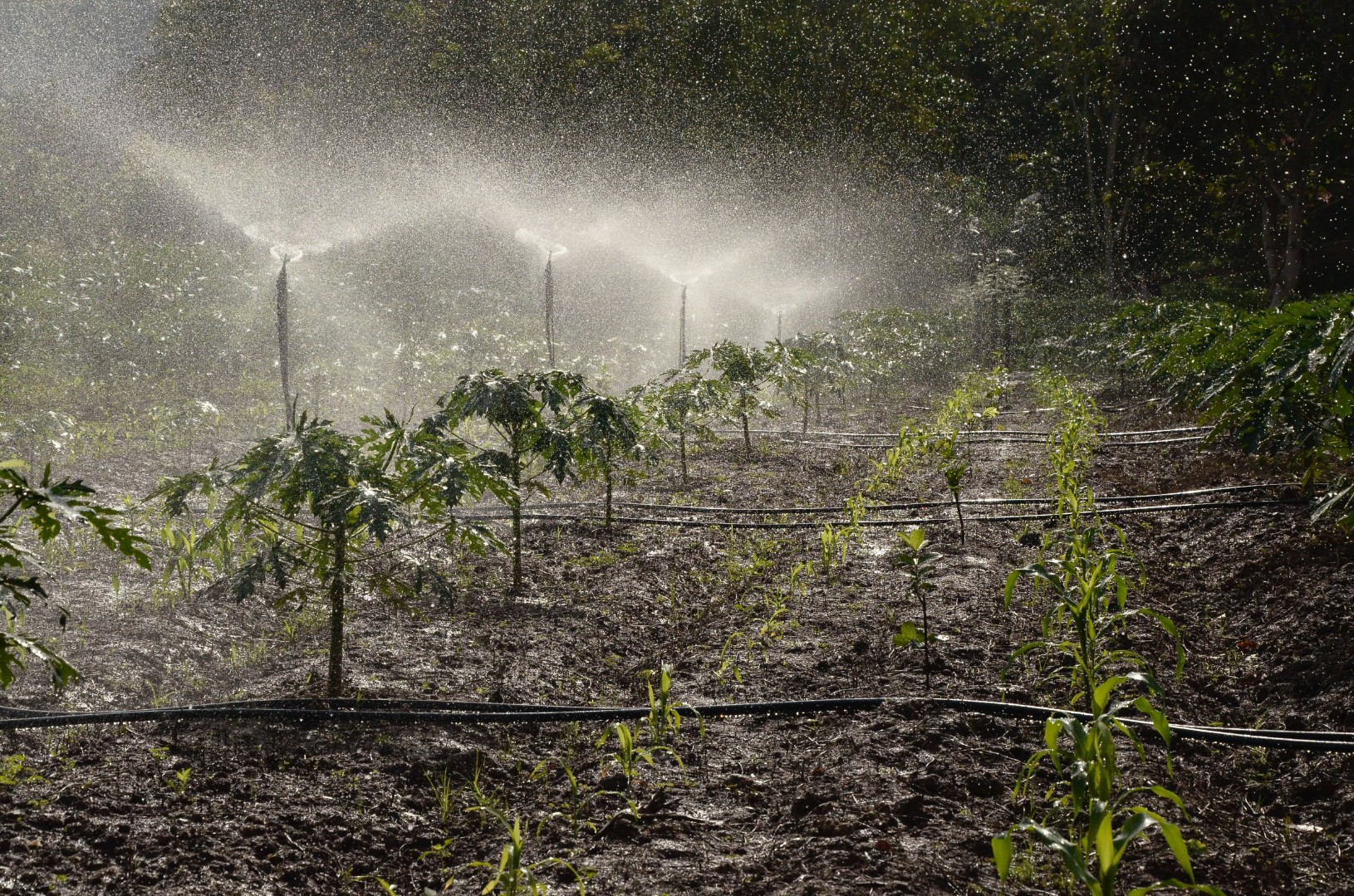 Смесь пестицидов усиливает свое влияние на растения