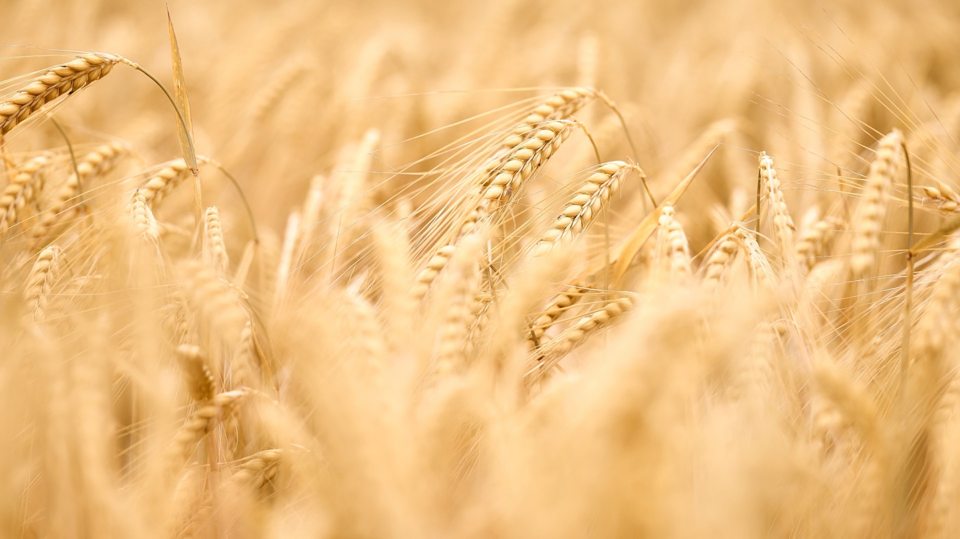 Россия может стать ведущим поставщиком пшеницы в Индию