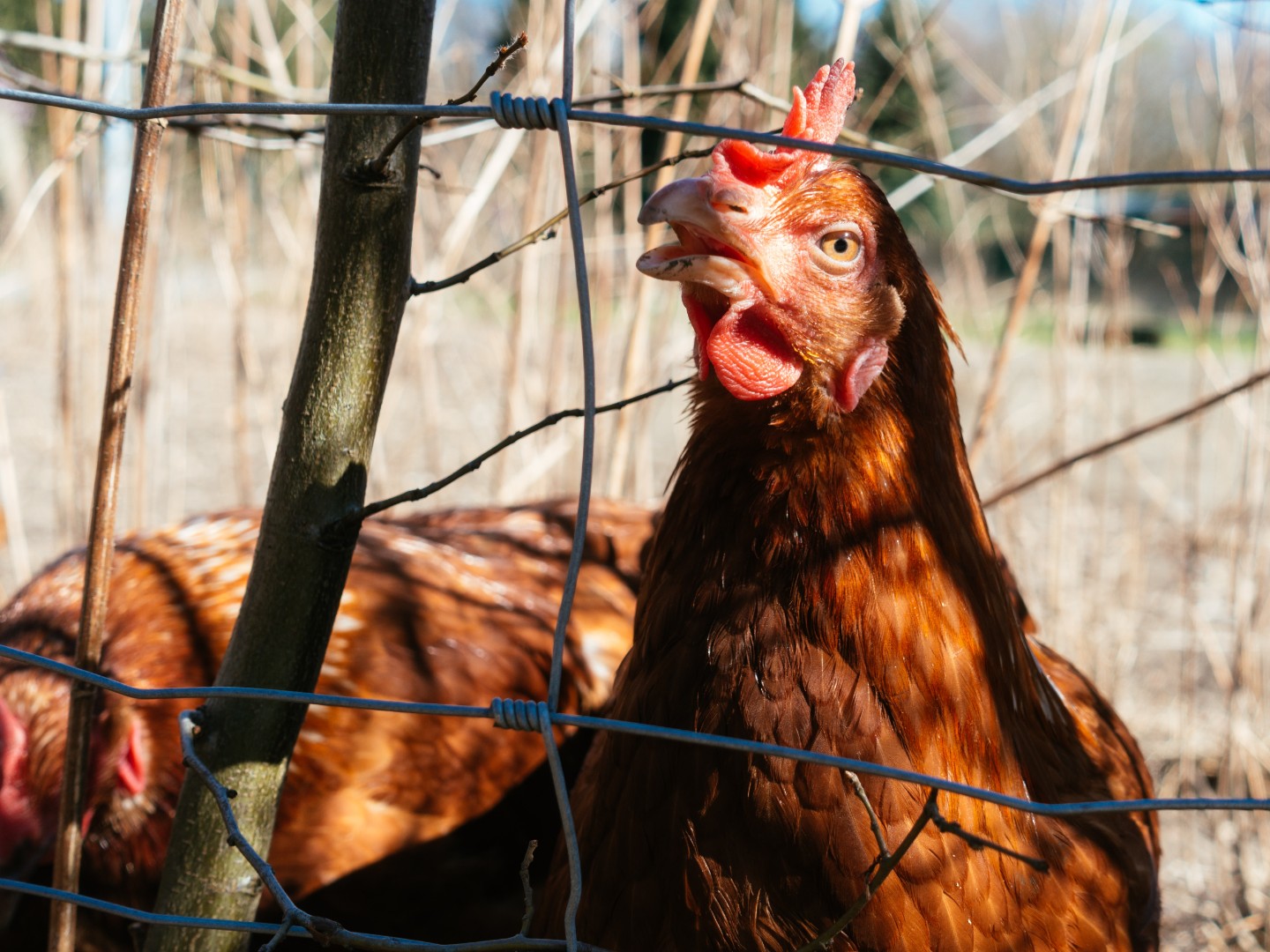 Душица может заменить антибиотики в борьбе с сальмонеллезом у птицы