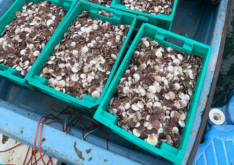 Марифермеры Приморья выпустили более 5 млн молоди гребешка в морские огороды