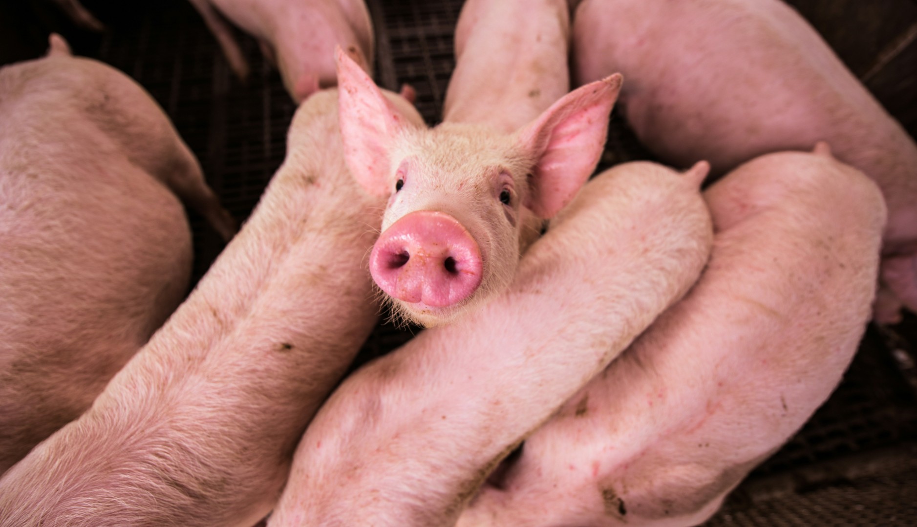 Эксперты рассказали, какие два фактора влияют на экспорт свинины в Китай