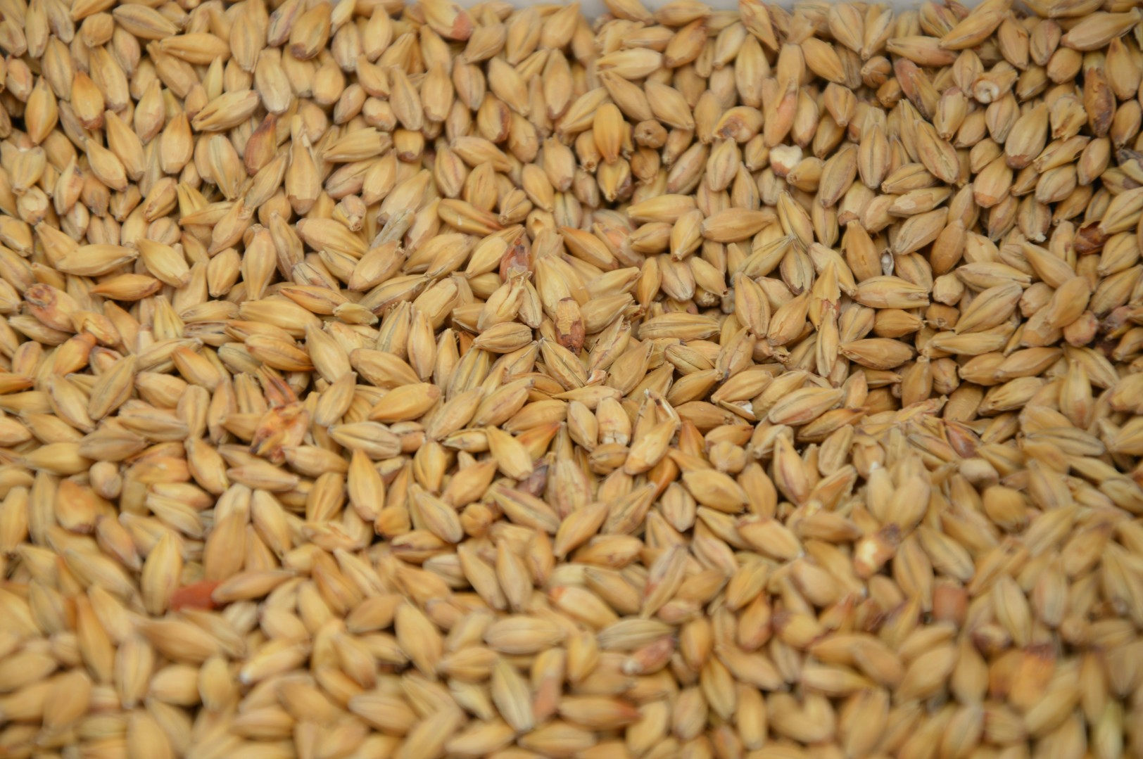 Засуха в южных регионах России может привести к корректировке цен на зерно