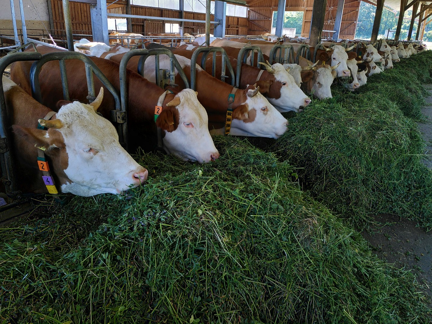 Свинокомплекс Сибагро в Бурятии планирует выйти на самообеспечение кормом