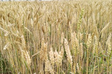 В сентябре в Пятигорске дадут пояснения по работе и нововведениям в ФГИС «Семеноводство» и ФГИС «Зерно»