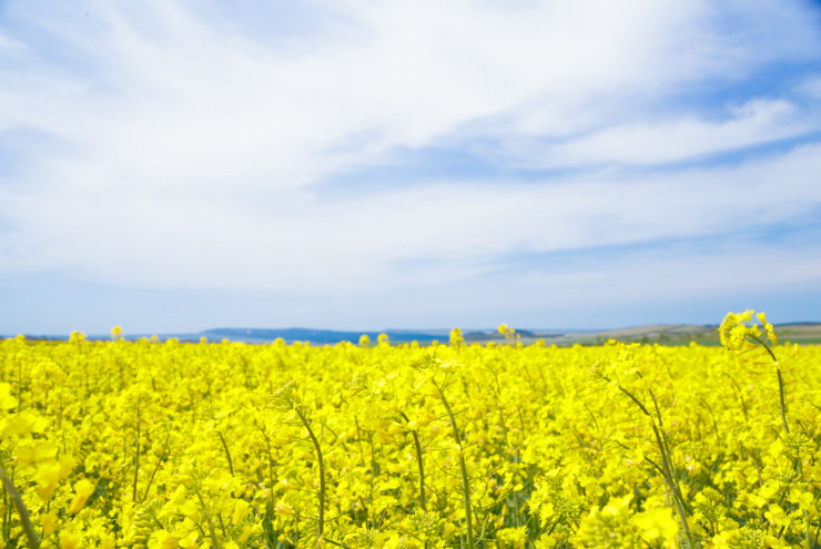 yellow-field-rapeseed (1) (1)