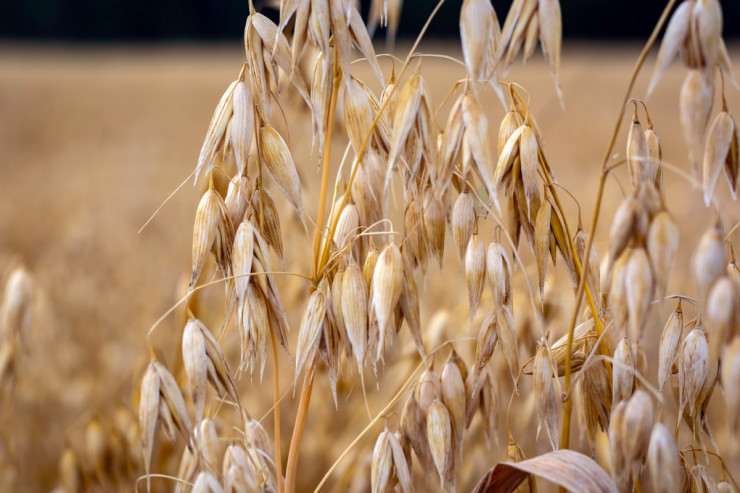 ripe-oats-field-against-sky