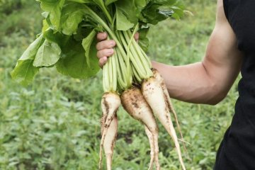 Россия продолжает занимать первую строчку в топе экспортеров свекловичного жома