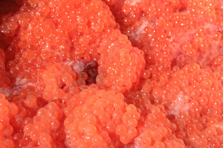 caviar-1823852_1280