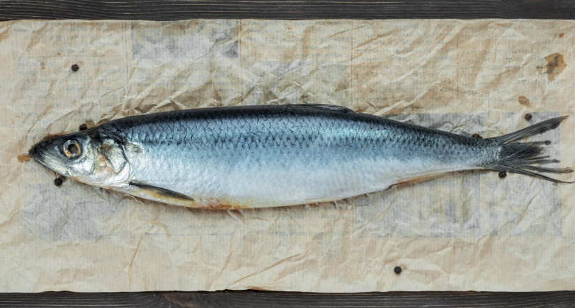 one-whole-salted-atlantic-herring-parchment-paper