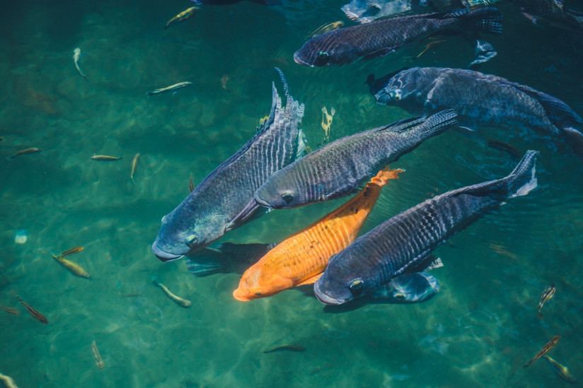 natural-background-lake-with-colorful-fish