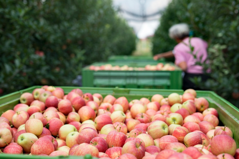 people-working-apple-orchard-picking-fruit-placing-them-into-basket