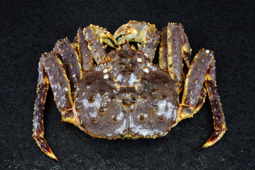 crab-close (1)