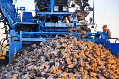 500 тыс тонн сахарной свеклы в Башкирии погибло на полях из-за нехватки перерабатывающих мощностей в 2024 году