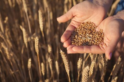 В Воронежской области застраховано 57% озимых под урожай 2025 года