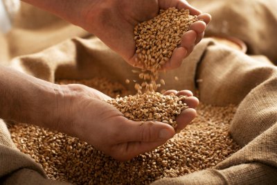 Аграрии Ленинградской области готовятся к госмониторингу зерна