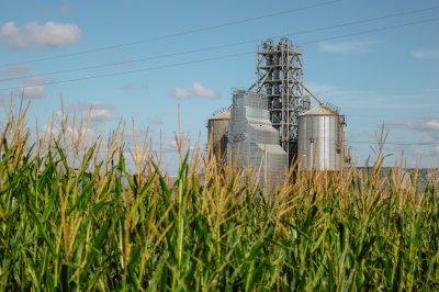 Мираторг впервые проведёт сев кукурузы на 40% семенами собственной селекции