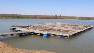 Новый проект по товарному выращиванию осетровых объединил в себе разведение в бассейнах, прудах и садках