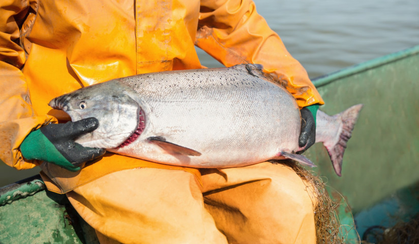 добыча рыбы