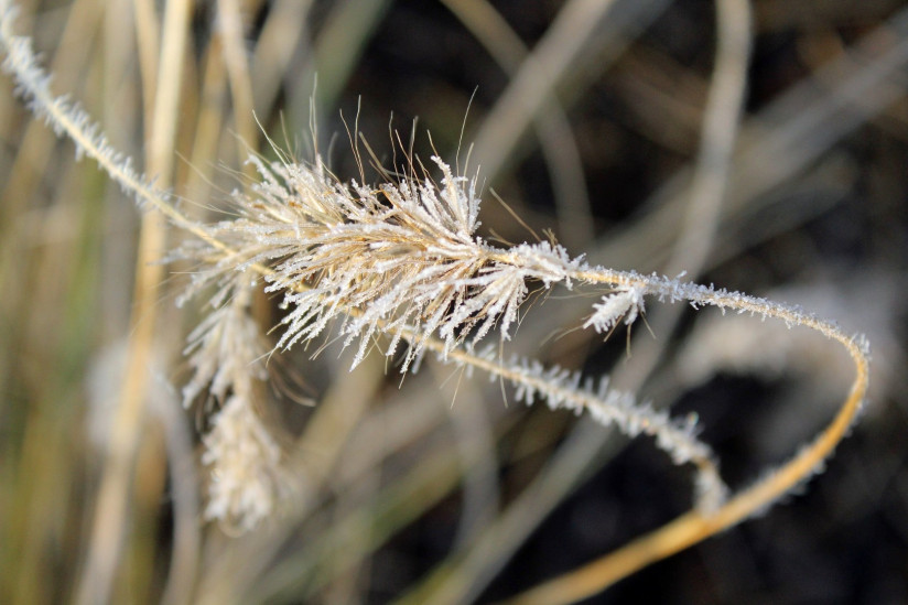 selective-focus-shot-frost-dried-grass-flower
