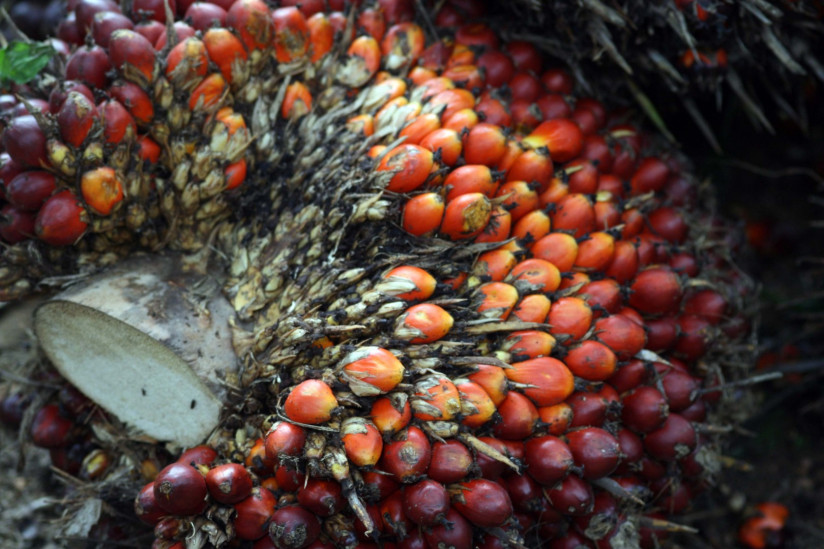 high-angle-view-oil-palm-fruits
