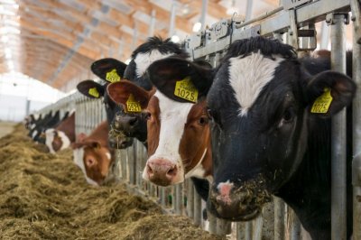 Эксперты обсудят новые требования в сфере использования ветеринарных препаратов