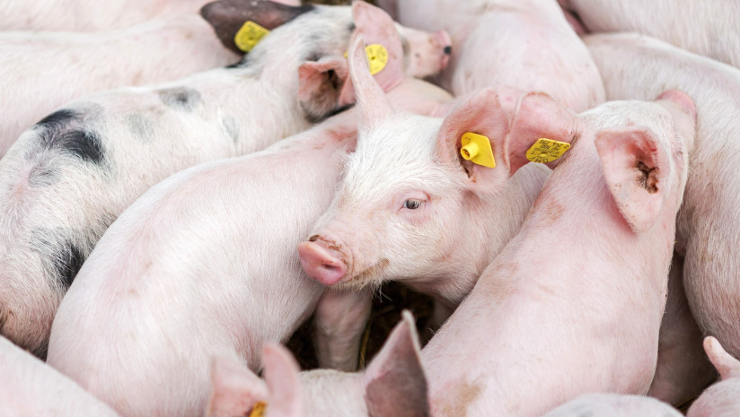 rozovye-svin-i-na-ferme-svin-a-na-ferme-masnaa-promyslennost