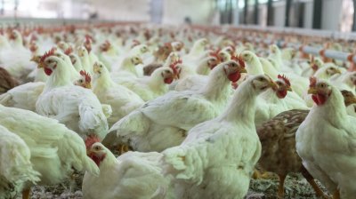 Как ферментные препараты от «МегаМикс» повышают показатели птицеводства