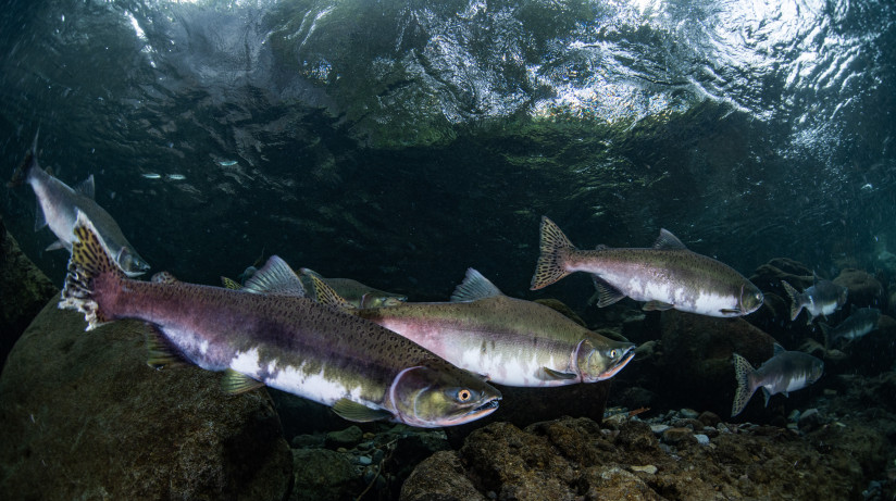 rozovye-lososi-begut-v-rausu-hokkaido-aponia