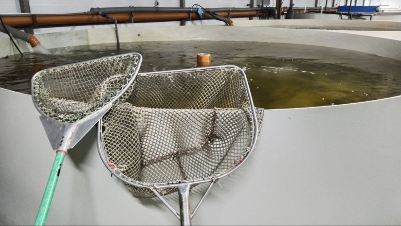 Сачки. Фото Полина Асланова sfera.fm