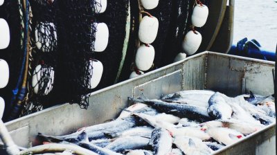 Совфед одобрил закон по перезаключению договоров на рыболовные участки