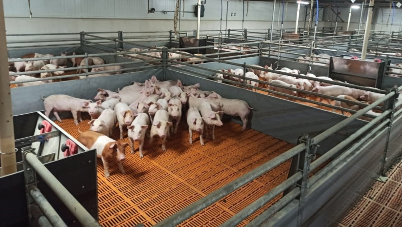Фото_ГК  «Талина» построит два свиноводческих комплекса на 4800 голов3
