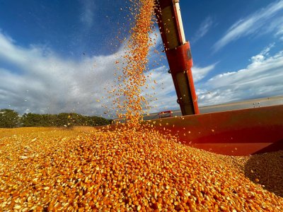 В Приморье и Амурской области до 30 июня 2025 года обнулили пошлины на экспорт кукурузы