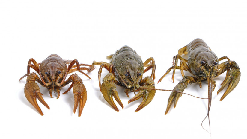 zivye-raki-na-belom-fone-pisevoi-delikates