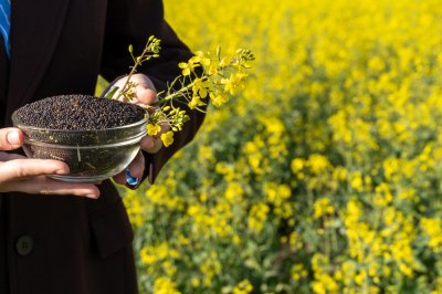 Более 11 тысяч тонн рапсового жмыха отправлено из Бурятии в Китай за первое полугодие 2025 года