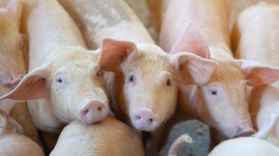 «Мясофорния» нарастит производство свинины до 1100 тонн за счет нового кластера в Ленобласти