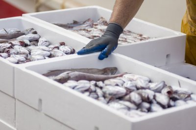 Россия расширит возможности экспорта рыбной продукции в ЮАР